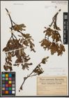 Foto von Salix waldsteiniana Willd.